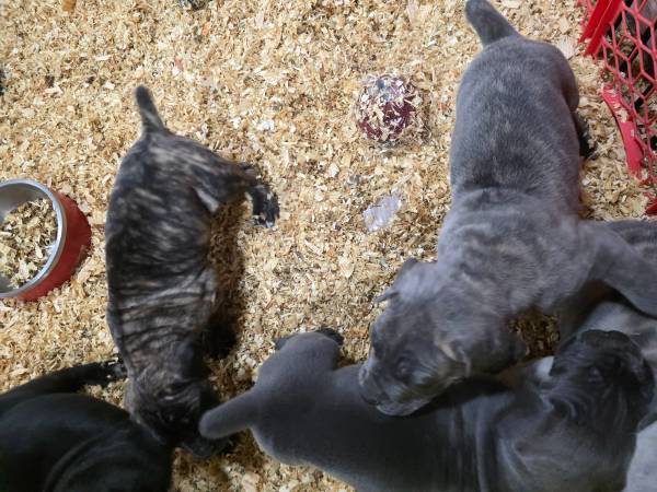 ICCF Cane Corso puppies63904507585155121