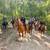 Babysitter Broke, Beginner Safe, Belgian Gelding Broke to Ride & Drive 11 thumbnail