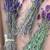 Lavender flower. Decorate or use tea, make soap, gift... 1 thumbnail