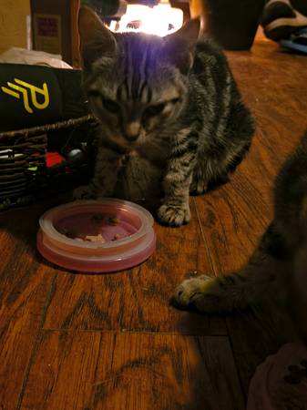 $20 rehoming fee, negotiable (Spanaway)64314917607427124