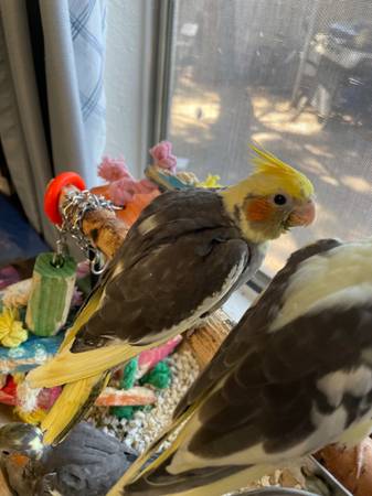 Rehoming Cockatiels (Las Vegas)63860183159043124