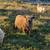 Babydoll, southdown sheep ewes & wether 6 thumbnail