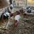 Feeder pigs 4 thumbnail