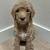 Golden Doodle Puppies (Standard Size) 1 thumbnail