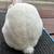 White New Zealand Meat Rabbit Rabbits 4 thumbnail