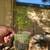 Seedling mulberry trees 4 thumbnail