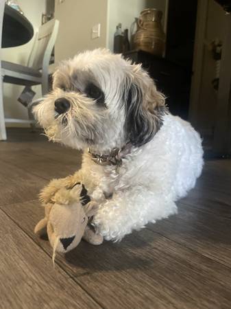 Re-Homing 5 year old shih tzu-havanese mix (North Las Vegas)63907184052611120