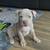 AMERICAN BULLY PUPPIES 1 thumbnail
