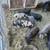 Tiny Pot Belly Pigs 10 thumbnail