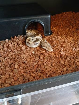 Sonoran hypo her blood boa 1