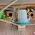 Parakeets 2 thumbnail