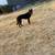 Dutch shepard 3 thumbnail