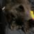 Pomeranian 3 thumbnail