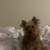 Yorkie boy 4 thumbnail