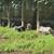 Baby Pigs Short breed 17 thumbnail