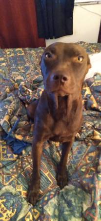 2 pitbulls need a home (Las Vegas)63907416662786122