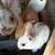 Easter  Bunnies 4 thumbnail