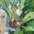 Stag horn fern 5 thumbnail