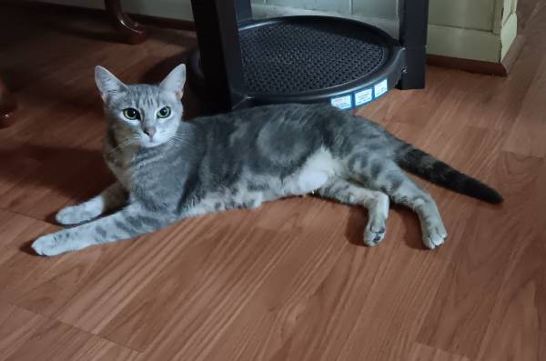 grey cat about 1 year old 1