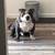 American Bully 5 thumbnail