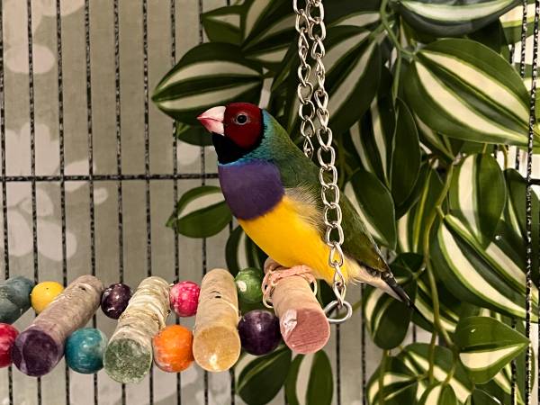 Pareja de pinzones gouldian (Richmond / Point / Annex)