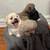 Love able babies 1 thumbnail