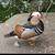 Mandarin ducks exotic wild waterfowl cold hardy! 6 thumbnail