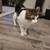Cats 2 thumbnail