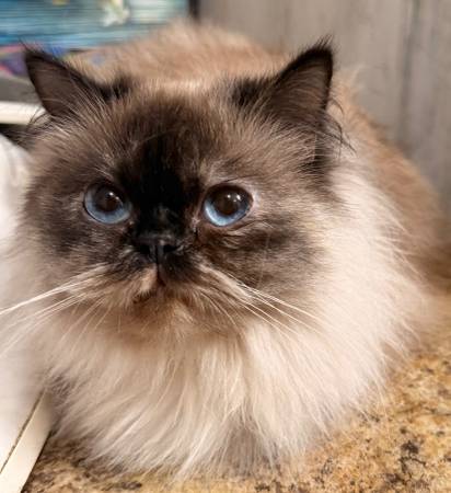 Himalayan/Persian 1