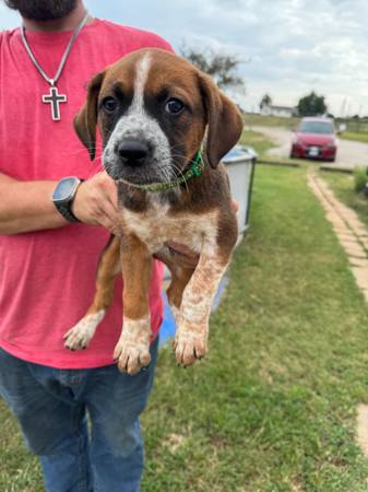 Heeler/boxer free (Guthrie)63670591022339120
