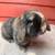 SOLD Re-homing Rabbit 1 thumbnail