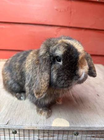 SOLD Re-homing Rabbit 1