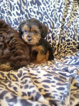 Yorkie&shih tzu mix.puppy (Portsmouth)63956405722114121