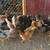 Assorted Pullets 4 1/2 months old 15 thumbnail
