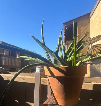 Cool Rooted Plant $8 1