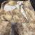 Saks Fifth Ave Real Clothes Printed Women's Pants - Size 10 11 thumbnail