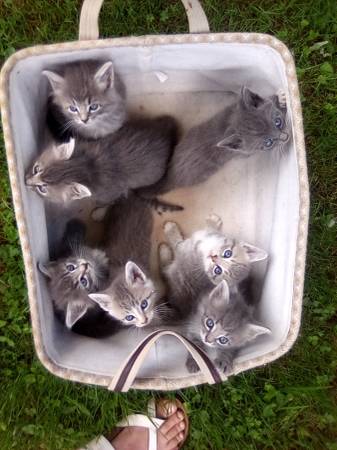 Kittens 1