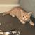 9 week old orange tabby & tortie kittens 3 thumbnail