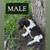 German Shorthair Pointer puppies (GSP) 2 thumbnail