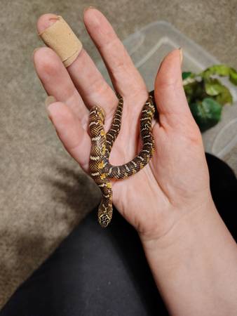 REPTILES 4 REHOME63654750466177122