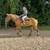 Babysitter Broke, Beginner Safe, Belgian Gelding Broke to Ride & Drive 4 thumbnail