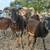 Soay sheep 6 thumbnail