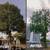 🇺🇸AMERICAN TREE TRIMMMING/TREE REMOVAL FULLY EQUIPPED 7 DAYS A WEEK 10 thumbnail
