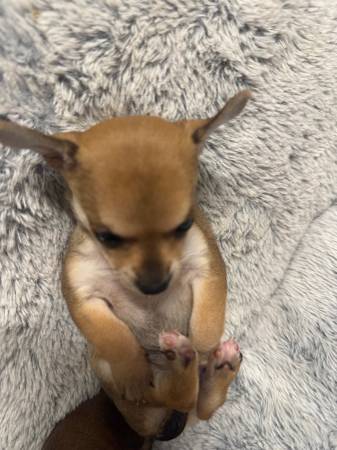 Taza de té chihuahua (fremont / union city / newark)63683376920321124