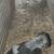 BEAGLE PUPS 12 thumbnail