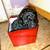 Toy/Miniature Poodle Puppies 3 thumbnail