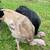 Heritage turkeys 1 thumbnail
