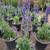 Salvia 1 thumbnail