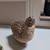 Male Coturnix Quail (2 Available) 1 thumbnail