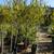 Patio Tree 5 thumbnail